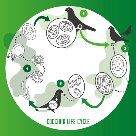 Vetafarm Coccivet 50ml