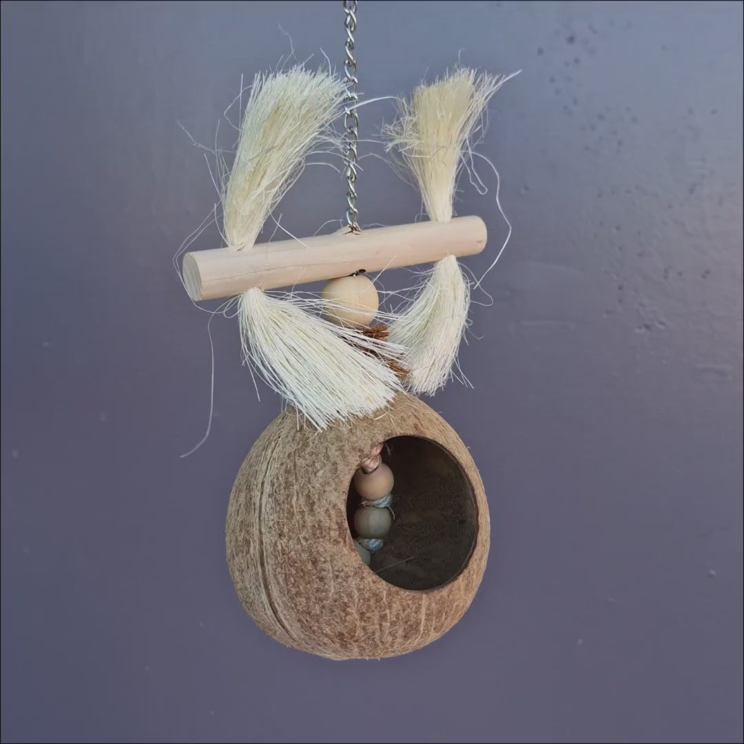 Coconut Treasure Hunt
