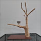 Java Tabletop Play Gym 824