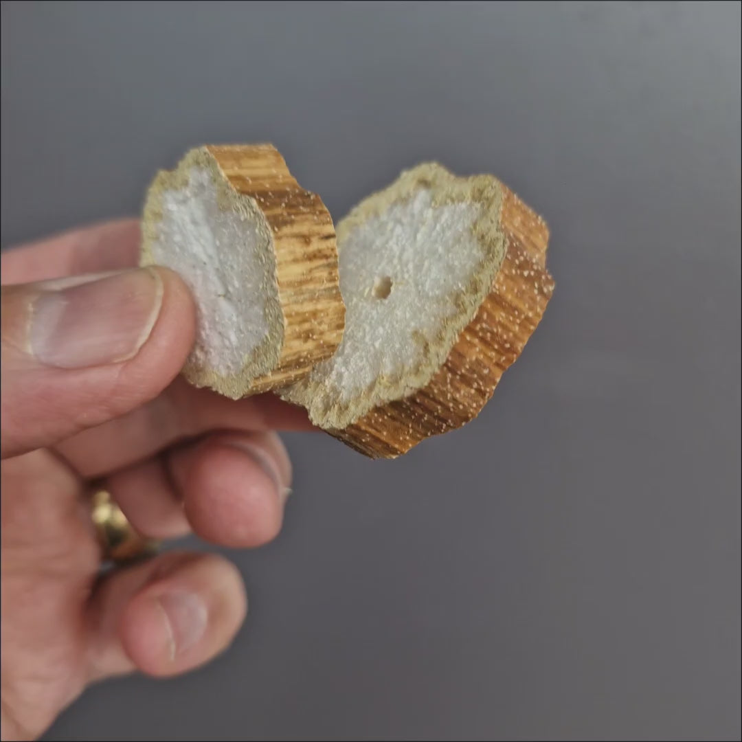 Sunflower Stalk Slices