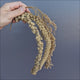 Avione Mixed Millet Sprays
