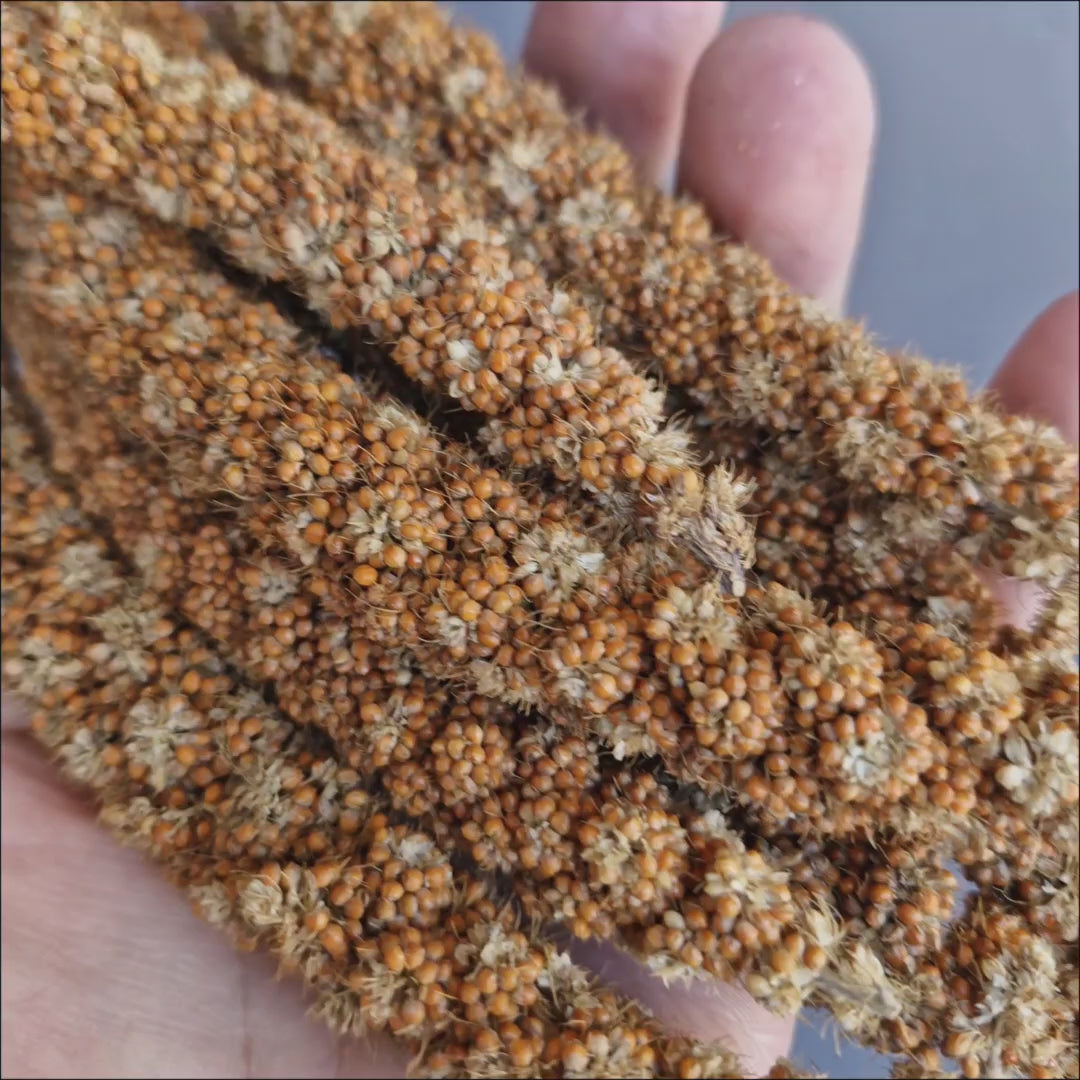 Whistler Red Millet Sprays