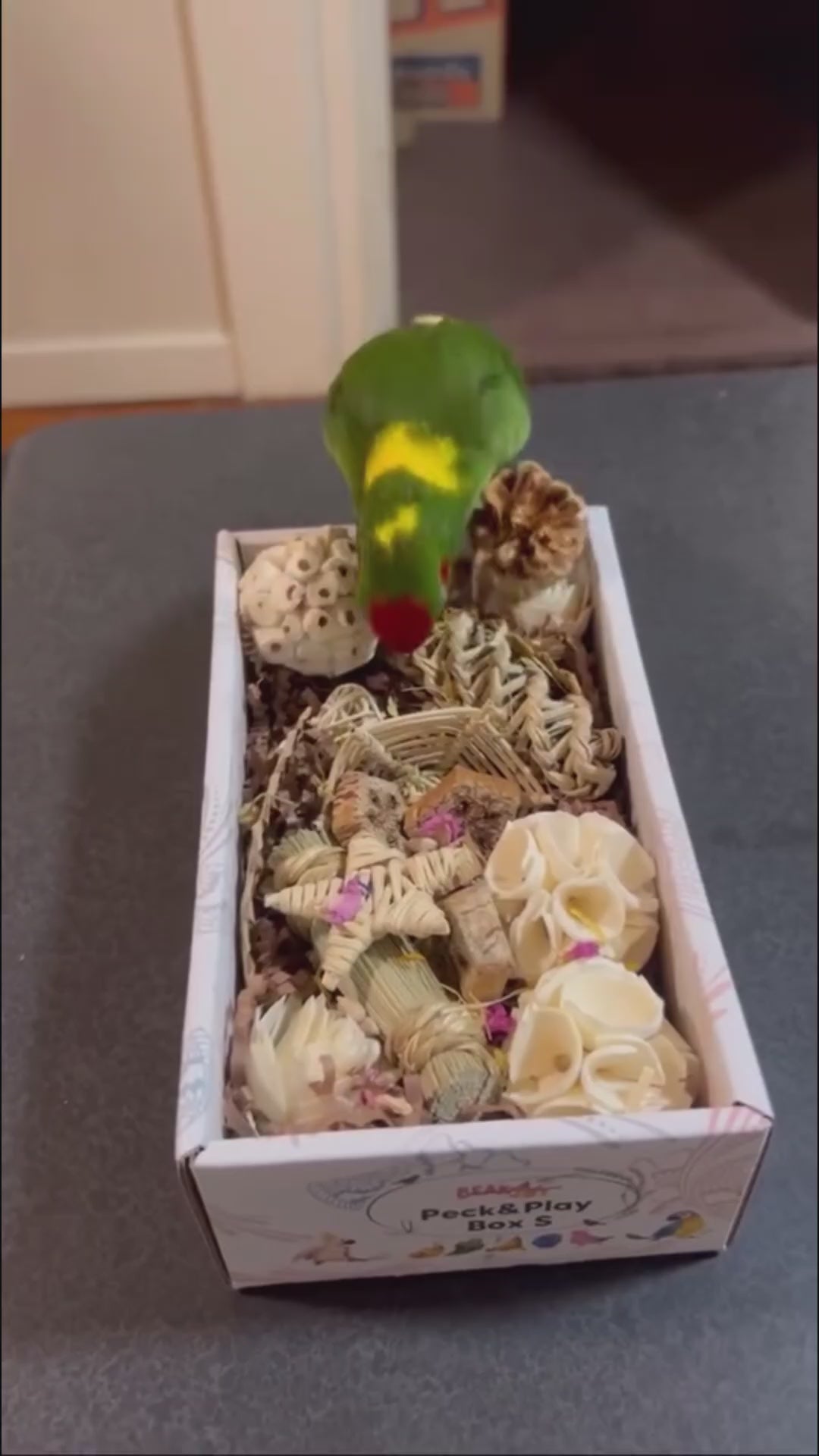 Beak Joy Peck and Play Forage Box