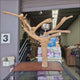 Java Tabletop Play Gym 807, video of the hand crafted java wood tabletop parrot stand with a food bowl and toy hook