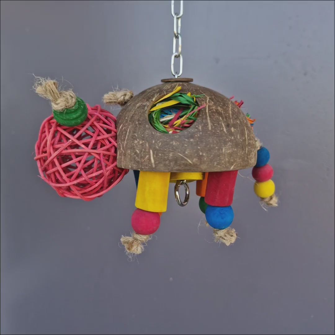 Coconut Turtle Forager