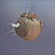 Go Nuts Forager