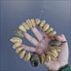 Nut Wreaths