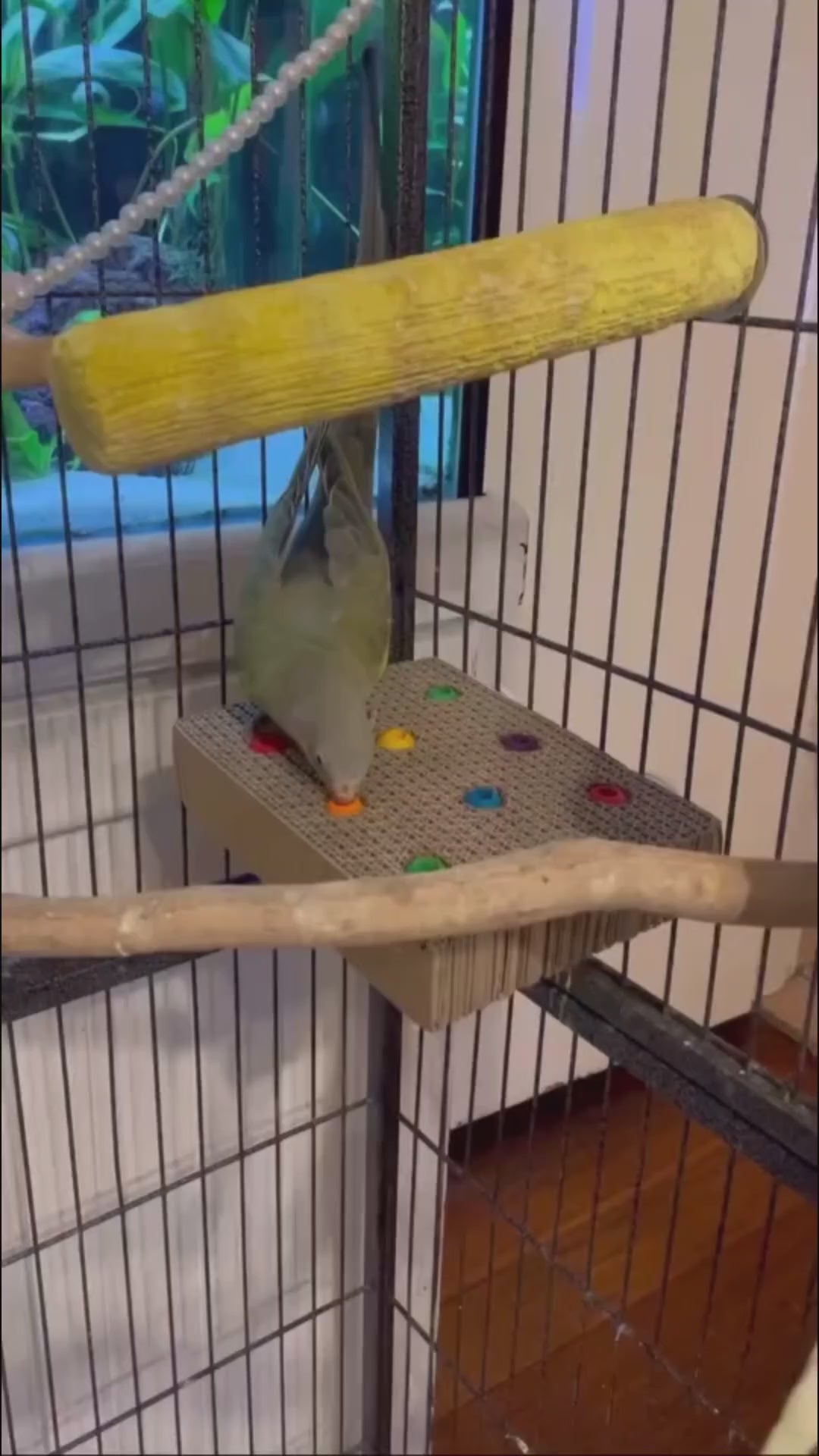 Avian Care Cardboard Platform