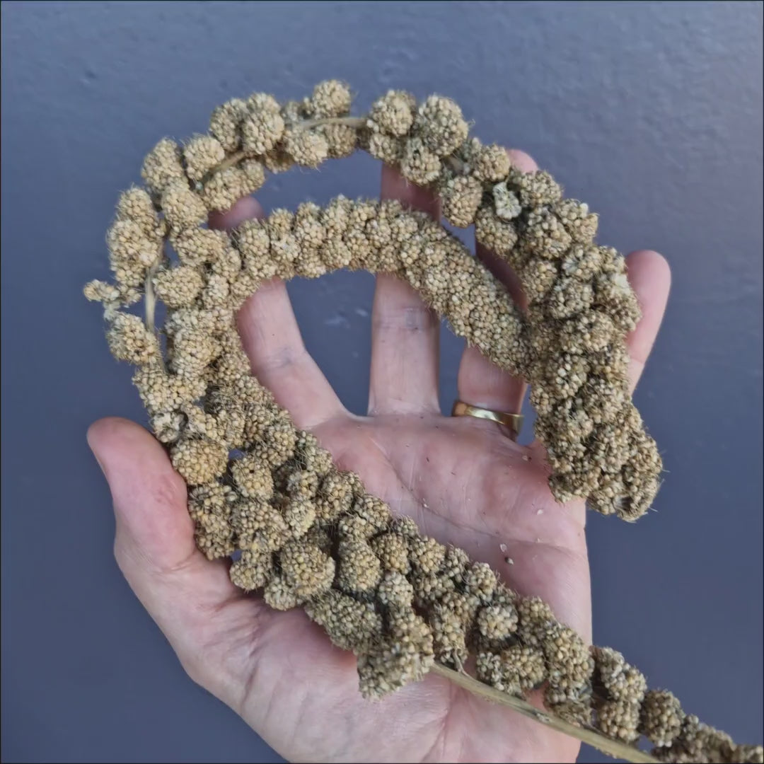 Avione Panorama Millet Sprays