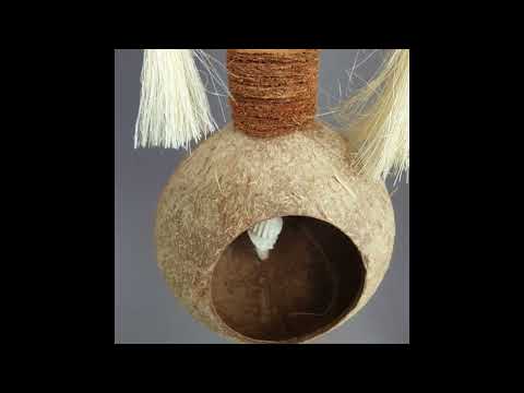 Coconut Treasure Hunt