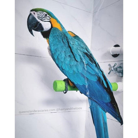 Avi-One Shower Perch