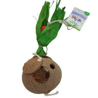 Thumbnail for Coconut Flowerpot Forager