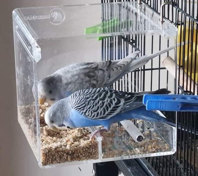 Seedmate - No Mess Feeder