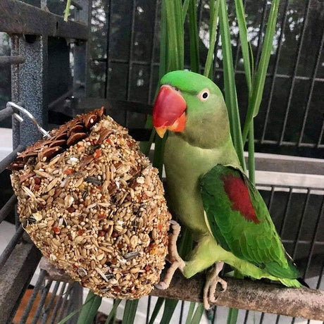 Forage Parrot Pinecone Treats