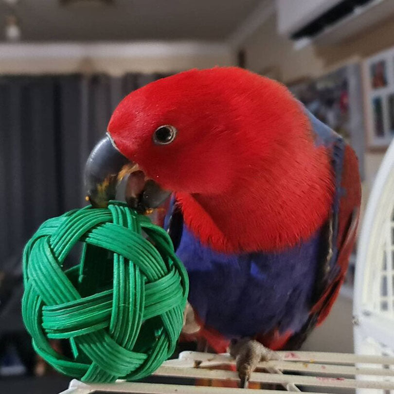 Foraging Ball Foot Toy