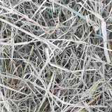Raw for Birds Foraging Grass