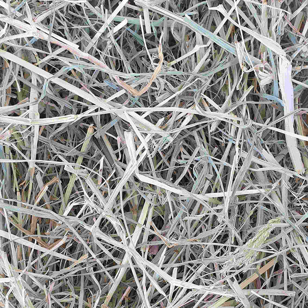 Raw for Birds Foraging Grass