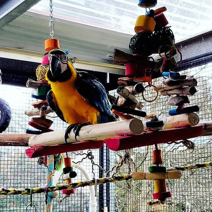 Illustration of Custom Parrot Play Yard With Oversized Wheel