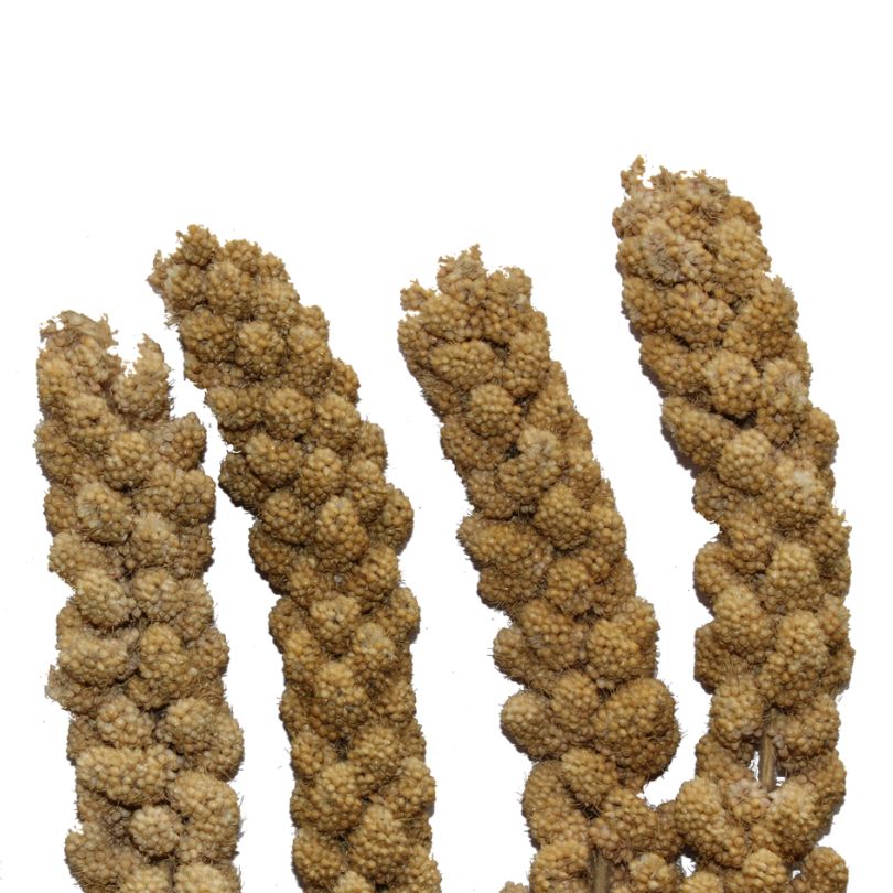 Panorama Millet Sprays