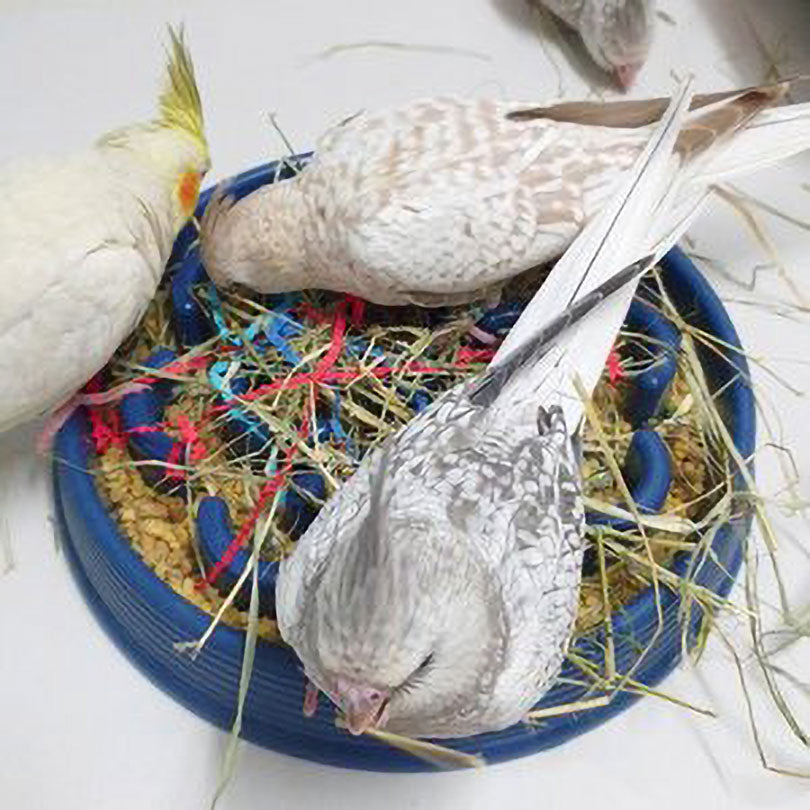 Parrot Foraging Bowls