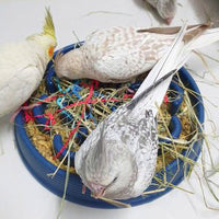 Thumbnail for Parrot Foraging Bowls