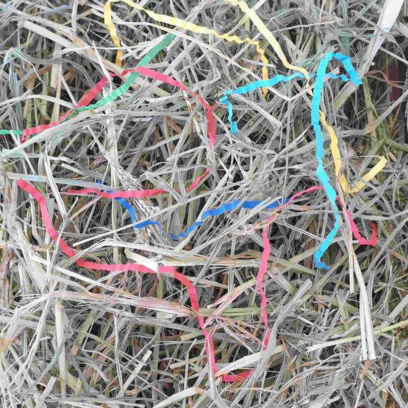 Raw for Birds Foraging Grass