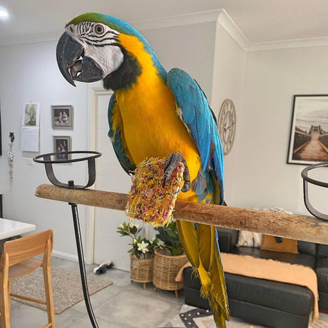 Raw for Birds Floral Foot Toys 3pk