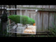Seedmate - No Mess Feeder